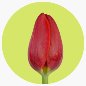 TULIPAN RENEGADE