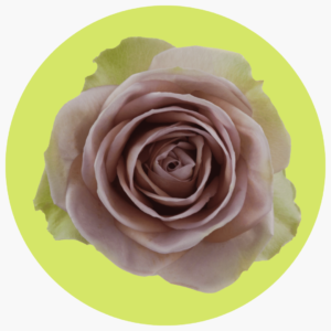 ROSA AMNESIA