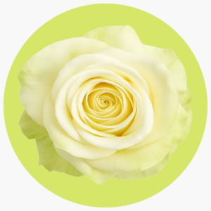 ROSA BLANCA