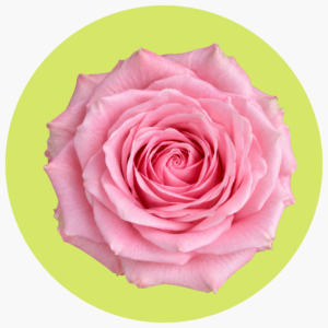 ROSA CARICIA