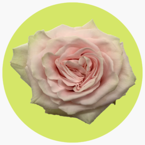 ROSA CARICIA CHINA