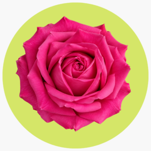 ROSA FUCSIA