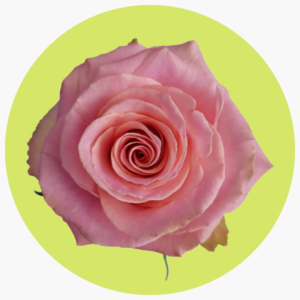 ROSA HERMOSA