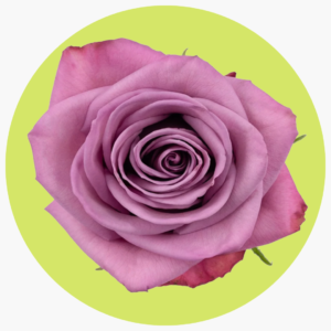 ROSA LILA