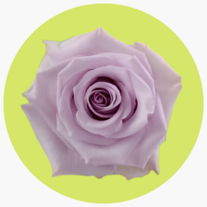 ROSA NAUTICA