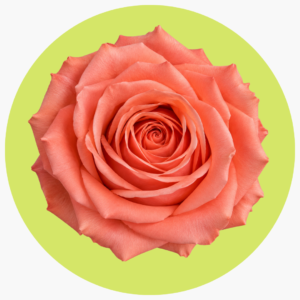 ROSA PECUBO