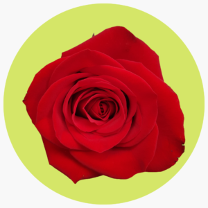 ROSA ROJA