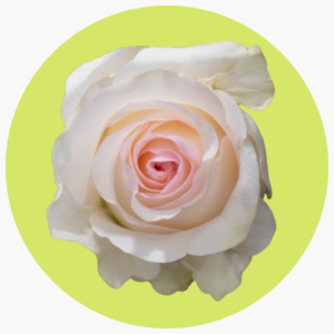 ROSA SEÑORITA