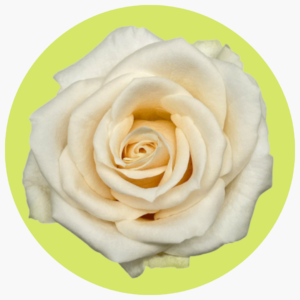 ROSA VENDELA