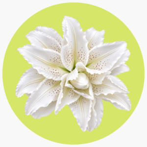 ROSE LILY BLANCA