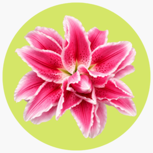 ROSE LILY ROSA