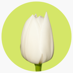 TULIPÁN ROYAL VIRGIN