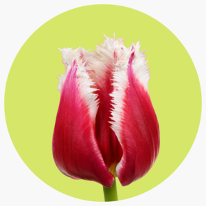 TULIPÁN FRILL SAN LEANDRO