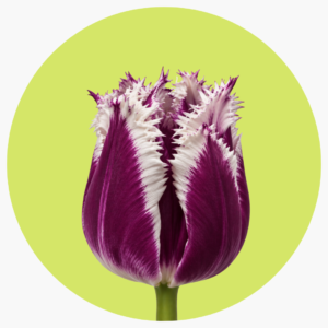 TULIPÁN FRILL SAN MARTIN
