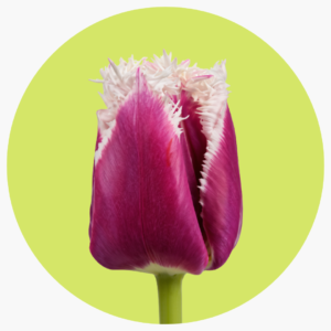 TULIPÁN FRILL SAN STEFANO