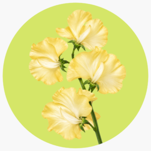 SWEET PEA AMARILLA