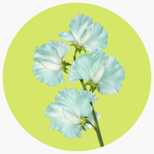 SWEET PEA AZUL