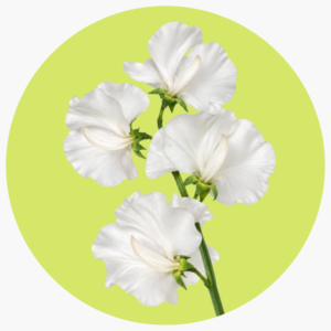 SWEET PEA BLANCA
