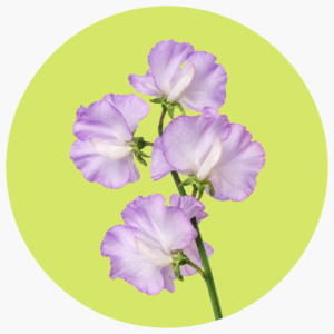 SWEET PEA LILA