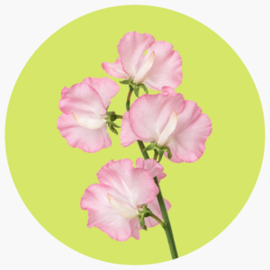 SWEET PEA ROSA BAJITO