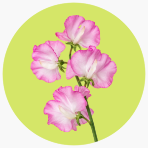 SWEET PEA ROSA FUERTE