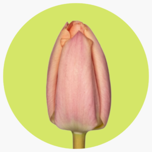 TULIPÁN THIS BOOT