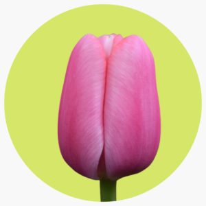 TULIPÁN TRESOR