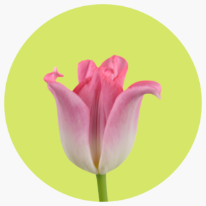 TULIPÁN LILY CROWN OF DYNASTY
