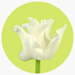 TULIPÁN LILY WHITE LIBERSTAR