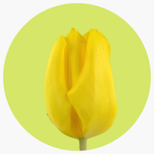 TULIPAN YELLOW FLIGHT